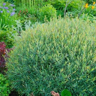 Wierzba purpurowa Nana Salix purpurea