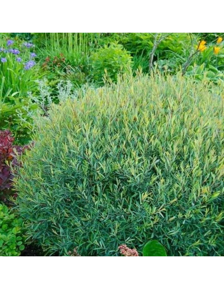 Wierzba purpurowa Nana Salix purpurea