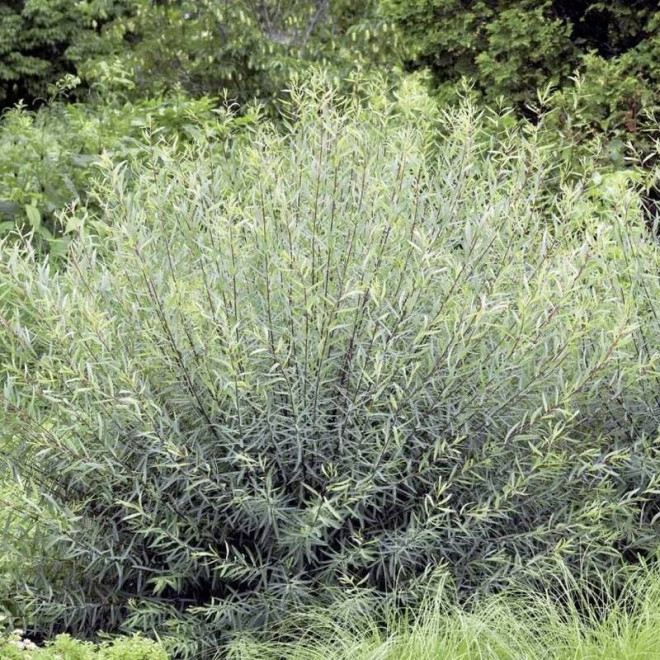 Nana Salix purpurea Wierzba purpurowa