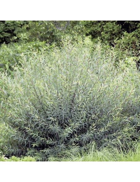 Nana Salix purpurea Wierzba purpurowa