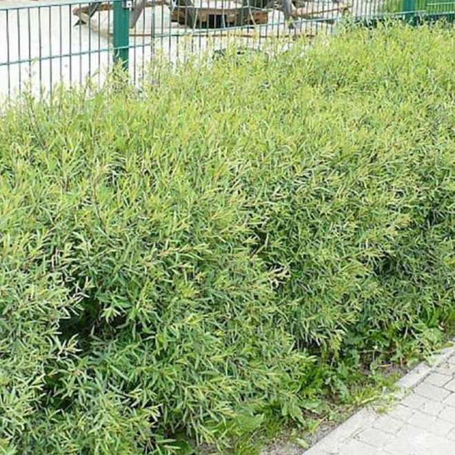 Salix purpurea Wierzba purpurowa Nana