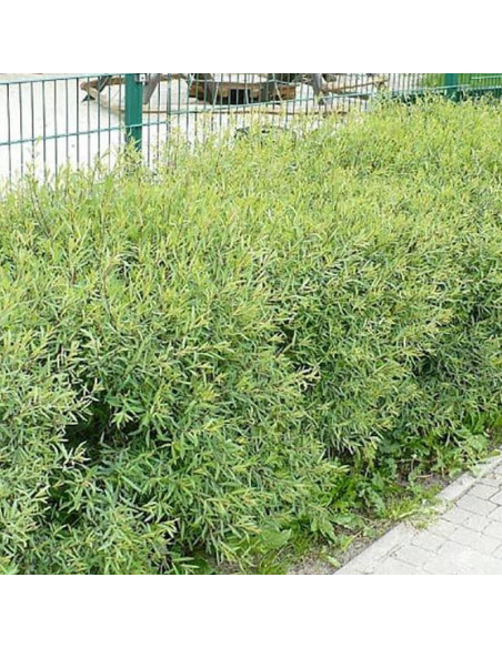 Salix purpurea Wierzba purpurowa Nana