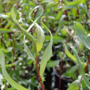 Wierzba płacząca Erythroflexuosa Salix sepulclaris