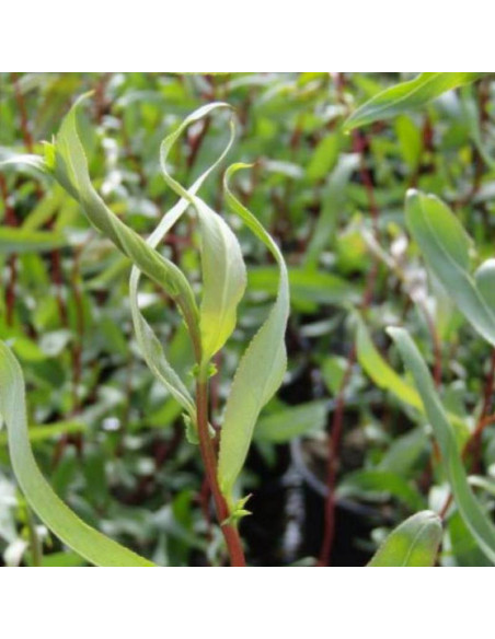 Wierzba płacząca Erythroflexuosa Salix sepulclaris