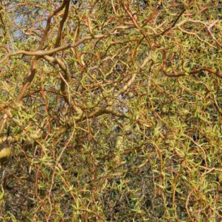 Wierzba płacząca Erythroflexuosa Salix sepulclaris 2