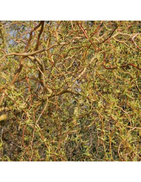 Erythroflexuosa Salix sepulclaris Wierzba płacząca