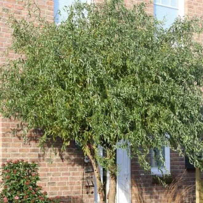 Salix sepulclaris Wierzba płacząca Erythroflexuosa