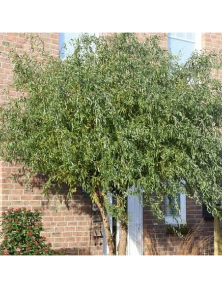 Salix sepulclaris Wierzba płacząca Erythroflexuosa