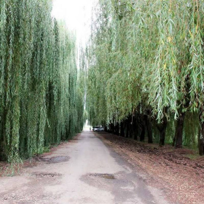 Salix babylonica Wierzba babilońska Ural