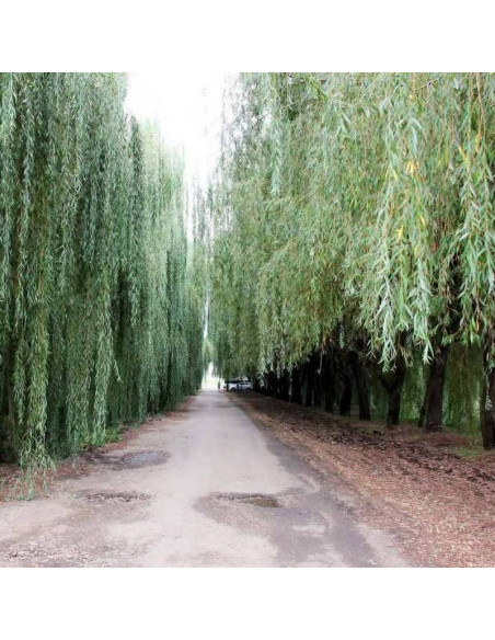 Salix babylonica Wierzba babilońska Ural