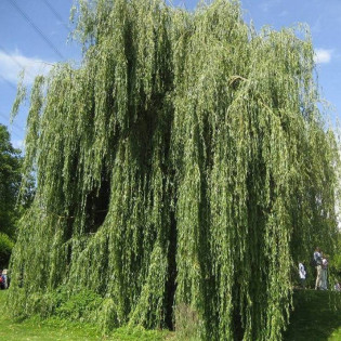 Wierzba babilońska Ural Salix babylonica