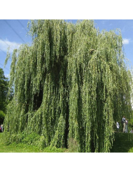 Wierzba babilońska Ural Salix babylonica