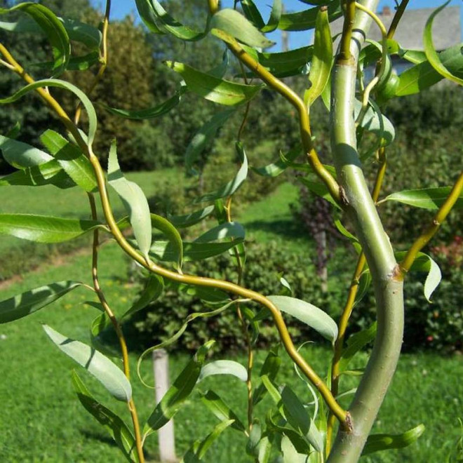 Ural Salix babylonica Wierzba babilońska