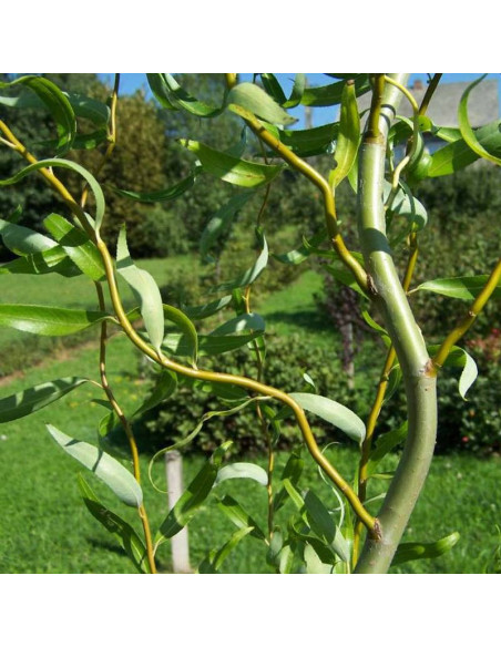 Ural Salix babylonica Wierzba babilońska