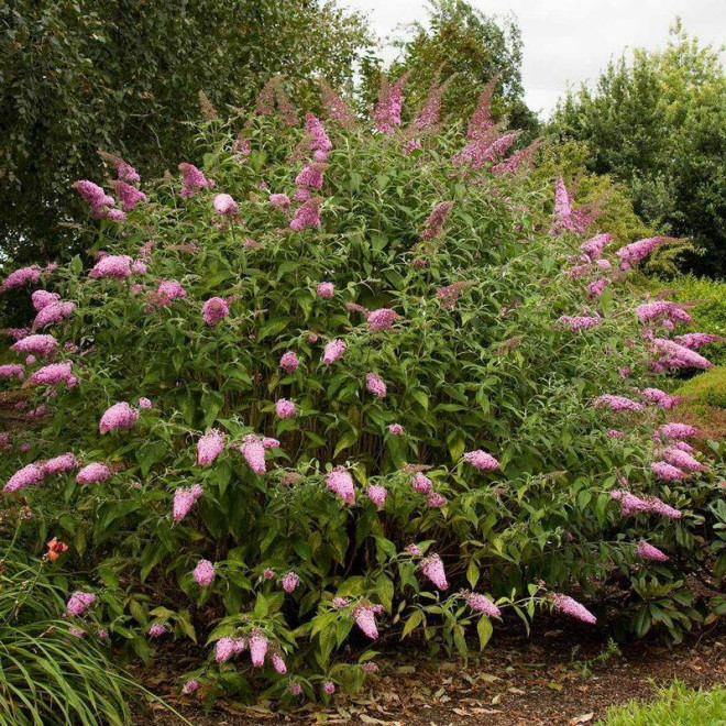 Buddleja davidii Budleja Davida Pink Delight