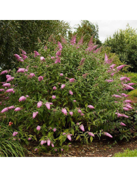 Buddleja davidii Budleja Davida Pink Delight