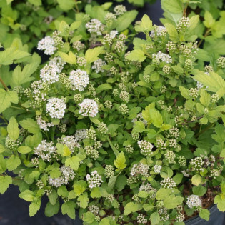 Physocarpus opulifolius Pęcherznica kalinolistna Tiny Wine Gold PBR 2