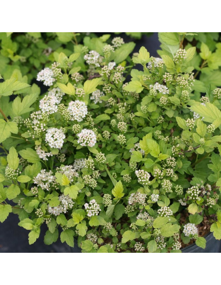 Tiny Wine Gold PBR Pęcherznica kalinolistna Physocarpus opulifolius