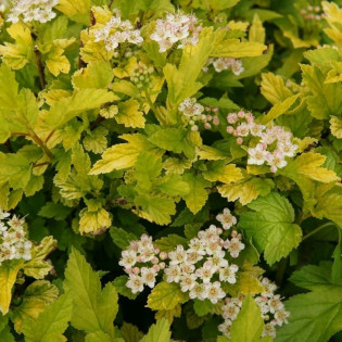 Physocarpus opulifolius Pęcherznica kalinolistna Tiny Wine Gold PBR