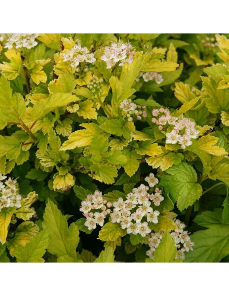 Physocarpus opulifolius Pęcherznica kalinolistna Tiny Wine Gold PBR