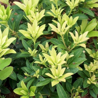 Pieris japonica Pieris japoński Bolero