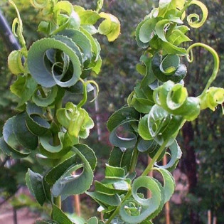 Wierzba babilońska Crispa Salix babylonica 2