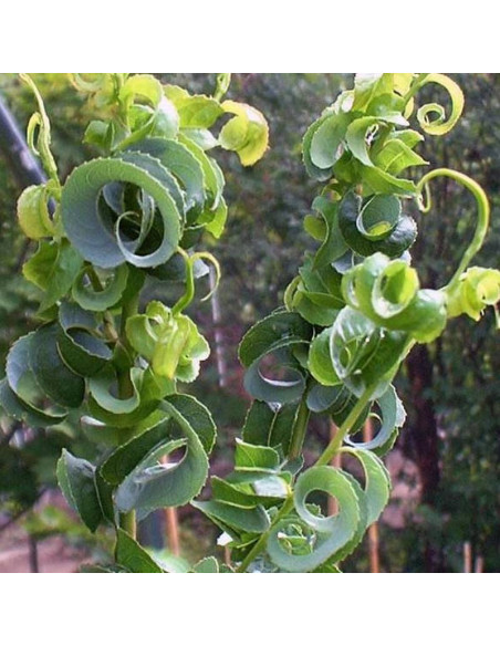 Salix babylonica Wierzba babilońska Crispa