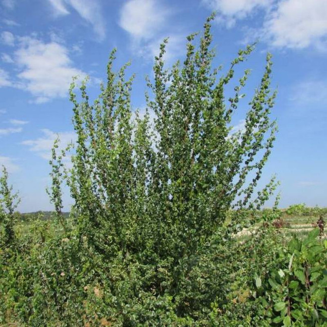 Crispa Salix babylonica Wierzba babilońska