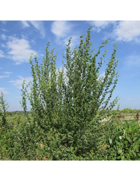 Crispa Salix babylonica Wierzba babilońska