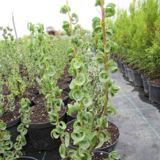 Wierzba babilońska Crispa Salix babylonica