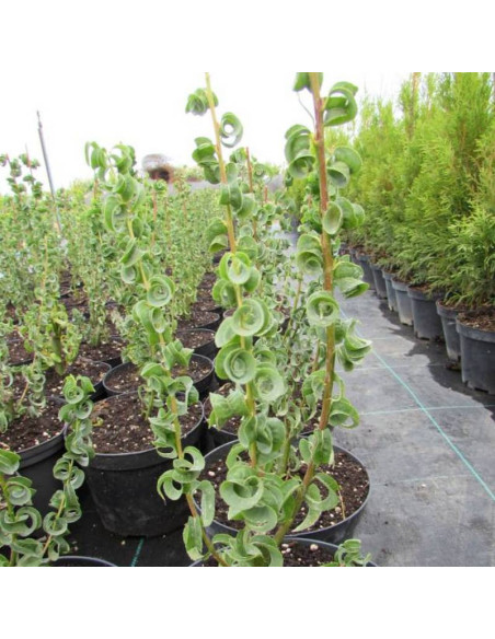 Wierzba babilońska Crispa Salix babylonica