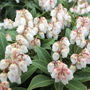 Cupido Pieris japonica Pieris japoński