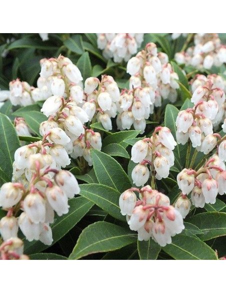 Cupido Pieris japonica Pieris japoński