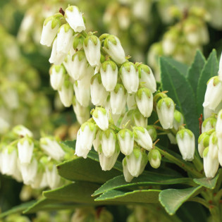 Cupido Pieris japonica Pieris japoński 2