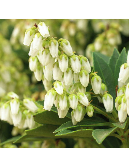 Cupido Pieris japoński Pieris japonica