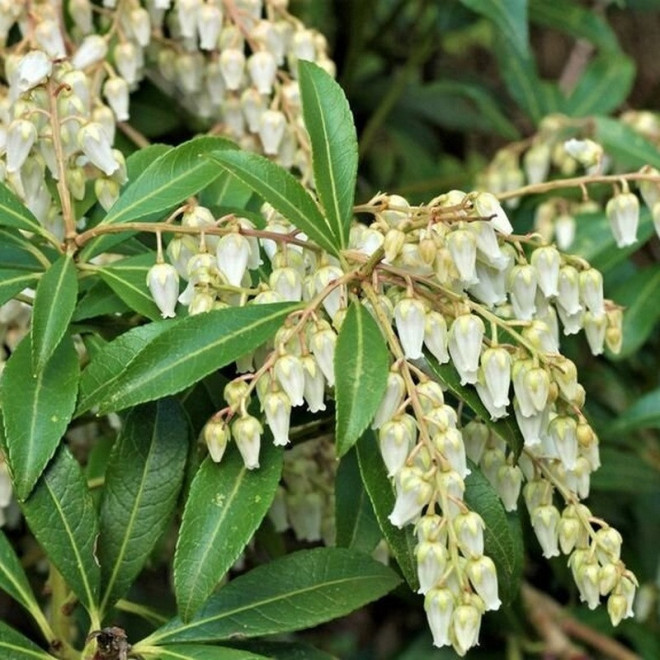 Pieris japonica Pieris japoński Cupido