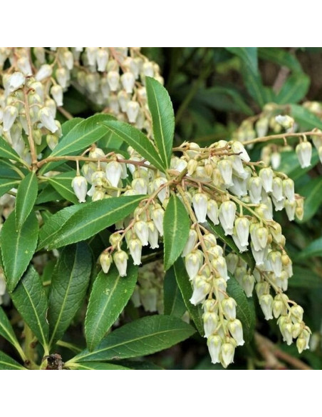 Pieris japonica Pieris japoński Cupido