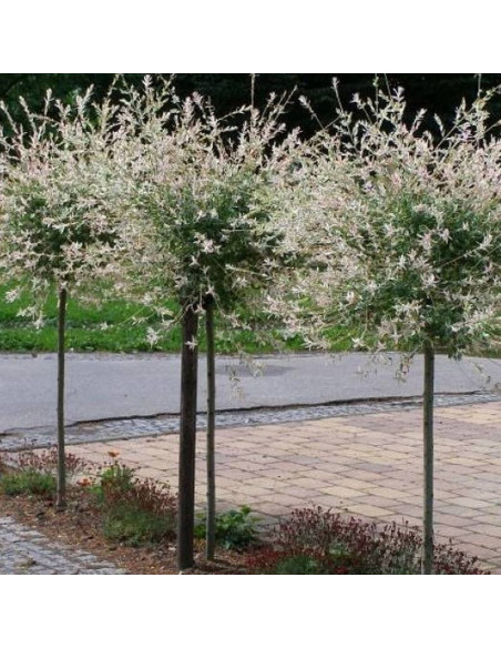 Wierzba całolistna na pniu Hakuro Nishiki Salix integra