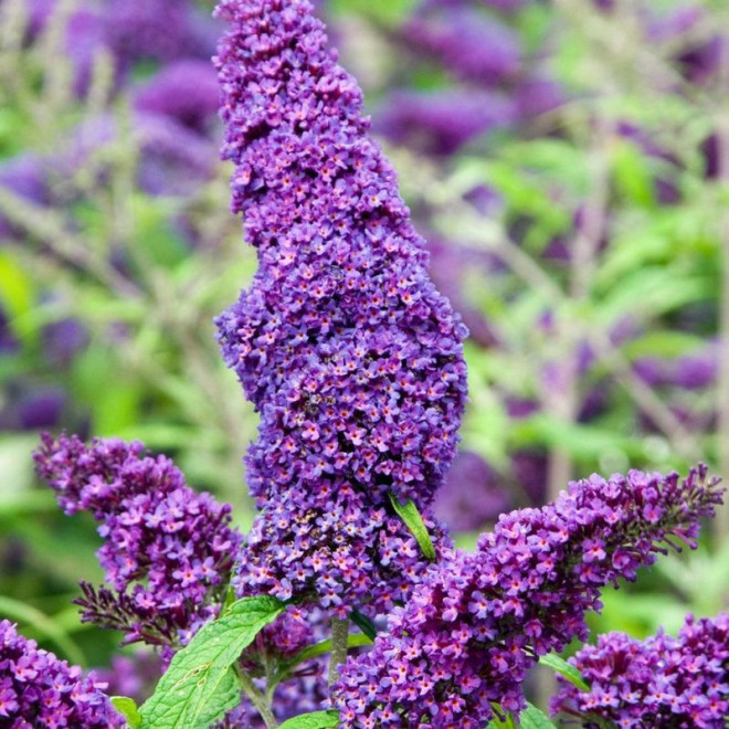 Budleja Davida Purple Emperor PBR Buddleja davidii