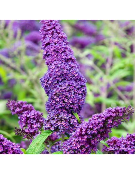 Budleja Davida Purple Emperor PBR Buddleja davidii