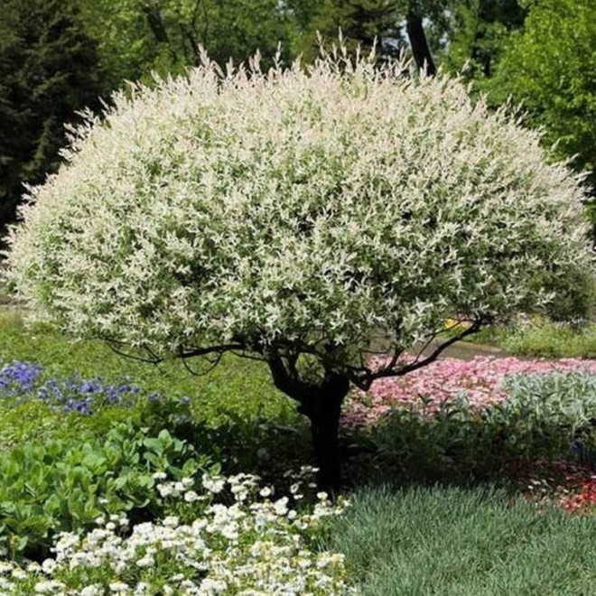 Hakuro Nishiki Salix integra Wierzba całolistna na pniu