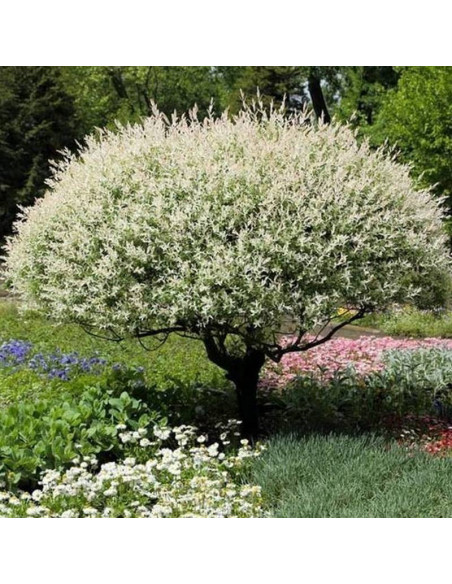 Hakuro Nishiki Salix integra Wierzba całolistna na pniu