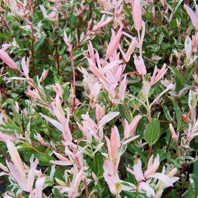 Salix integra Wierzba całolistna na pniu Hakuro Nishiki