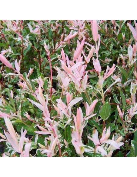 Salix integra Wierzba całolistna na pniu Hakuro Nishiki