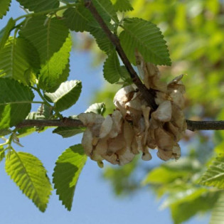 Ulmus pumila Wiąz syberyjski