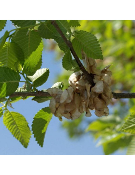 Ulmus pumila Wiąz syberyjski