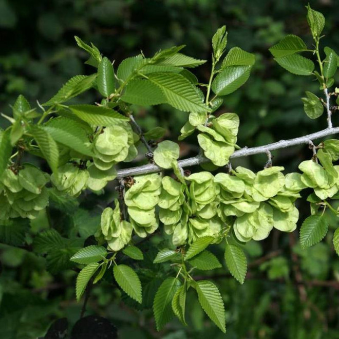 Wiąz syberyjski Ulmus pumila