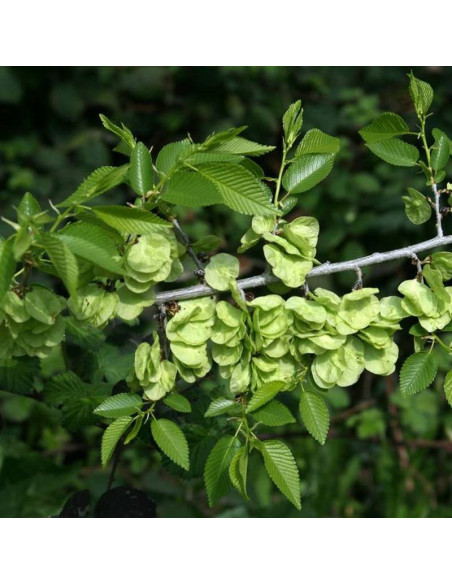 Wiąz syberyjski Ulmus pumila