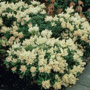 Pieris japoński Debutante Pieris japonica