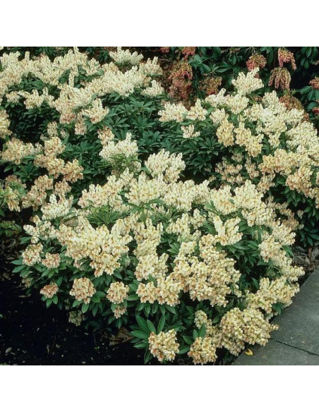 Pieris japoński Debutante Pieris japonica